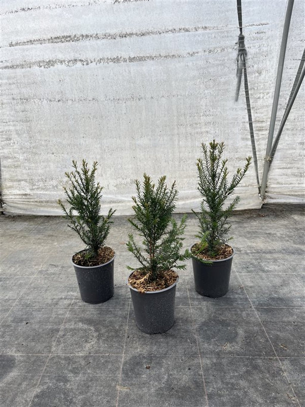 Taxus baccata - C3.5 30-50 CM